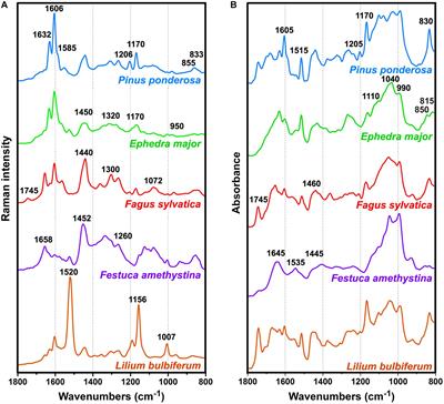 Chemical Analysis of Pollen by FT-Raman and FTIR Spectroscopies